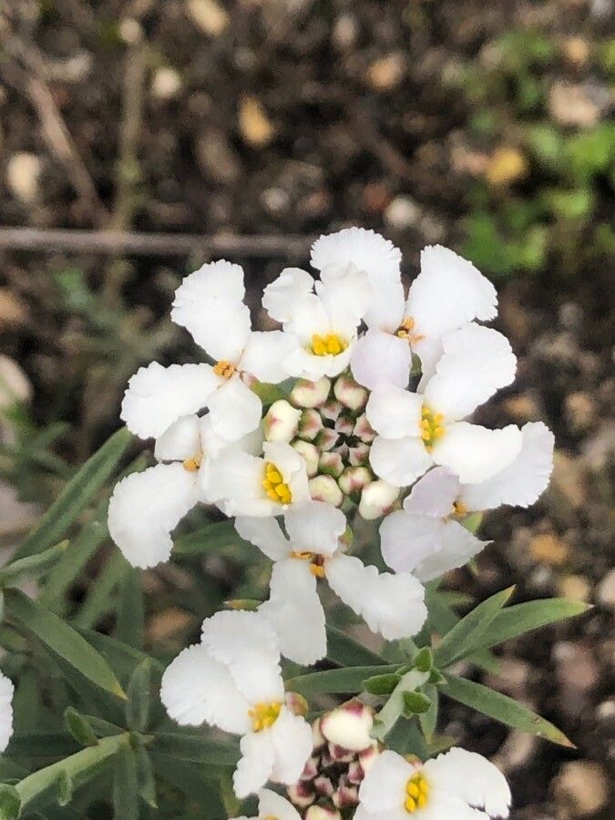 Iberis pectinata flower