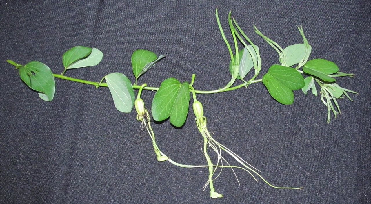 Bauhinia pauletia other