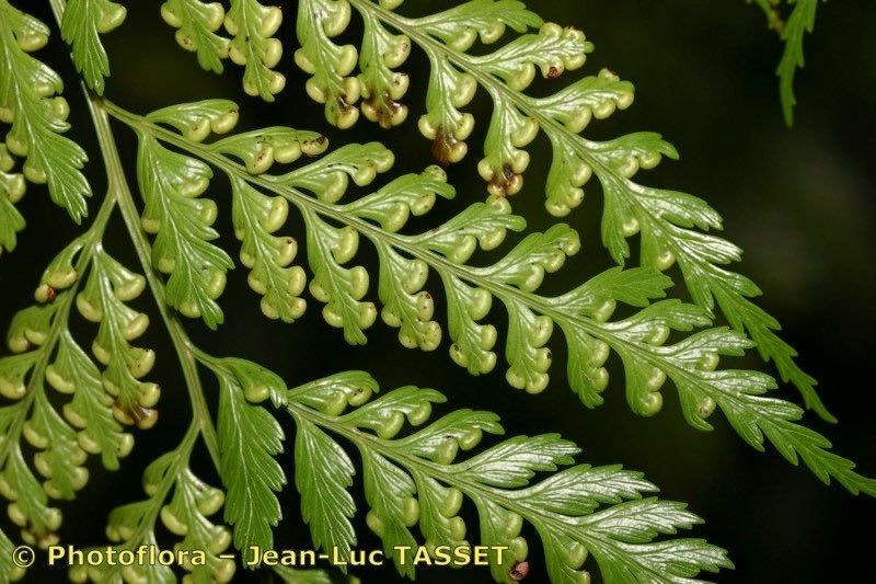 Culcita macrocarpa fruit