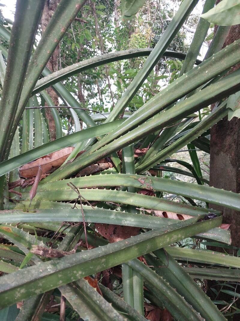 Pandanus alticonvexus leaf