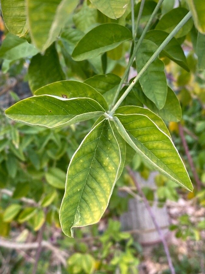 Crotalaria laburnifolia leaf