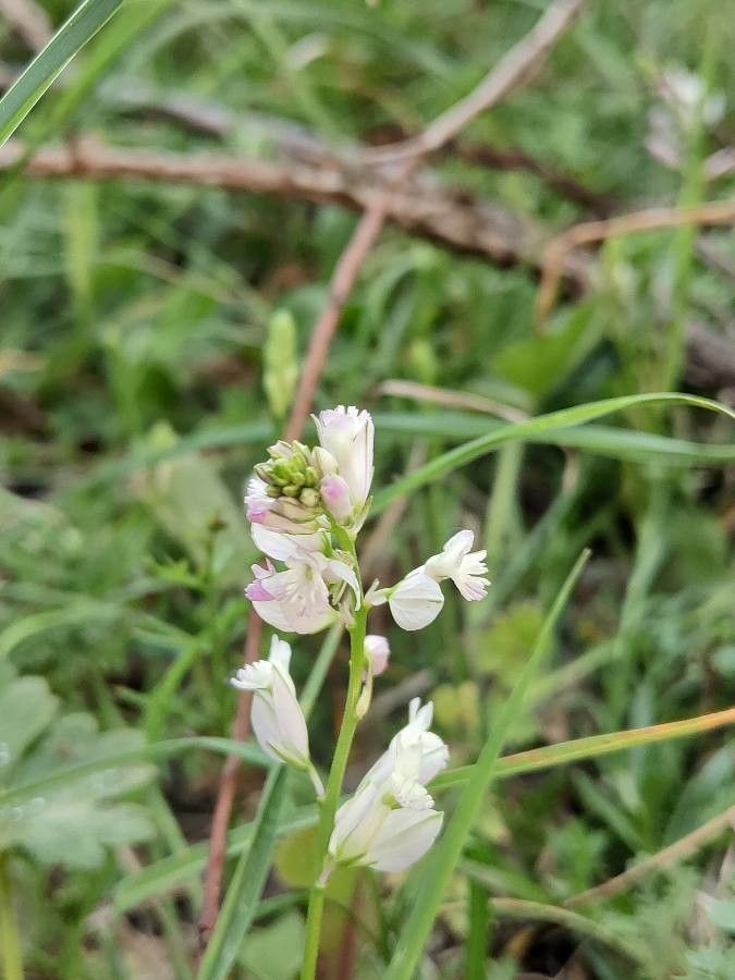 Polygala anatolica flower