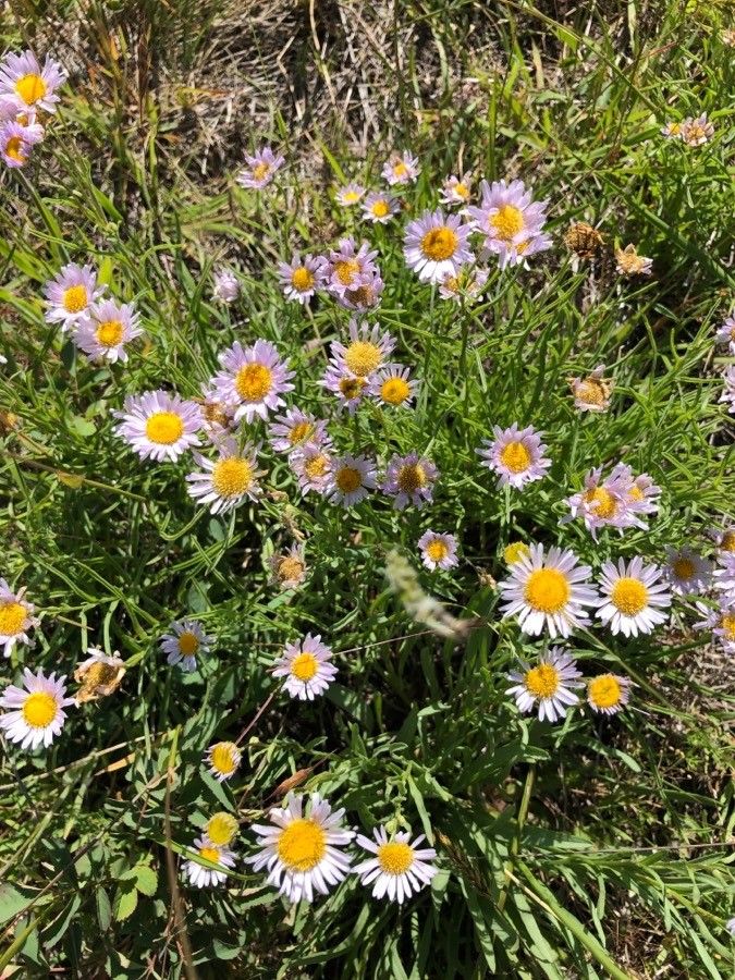 Erigeron decumbens — search result for 'Erigeron'