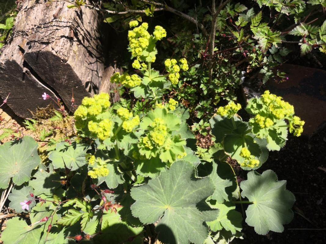 Alchemilla coriacea flower