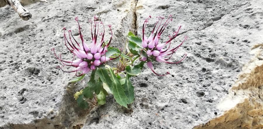 Phyteuma serratum — search result for 'Phyteuma'