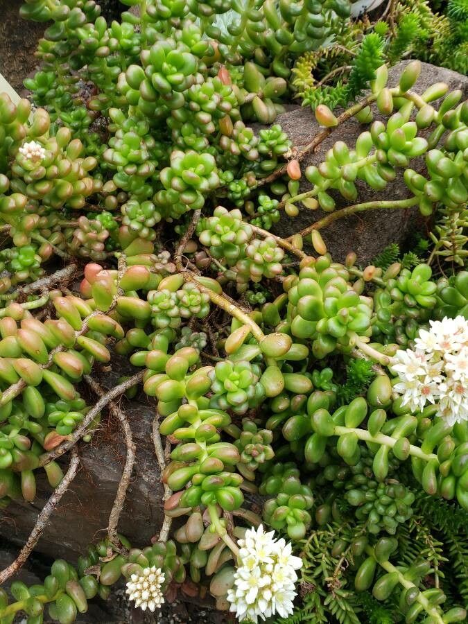 Sedum lucidum habit