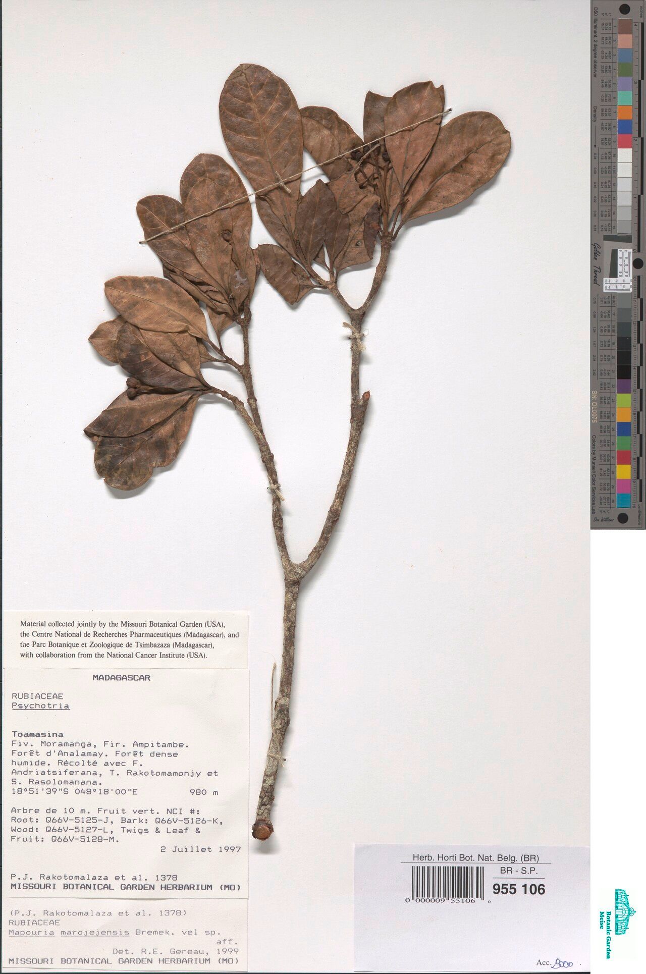 Psychotria andriantiana — houseplant care guide