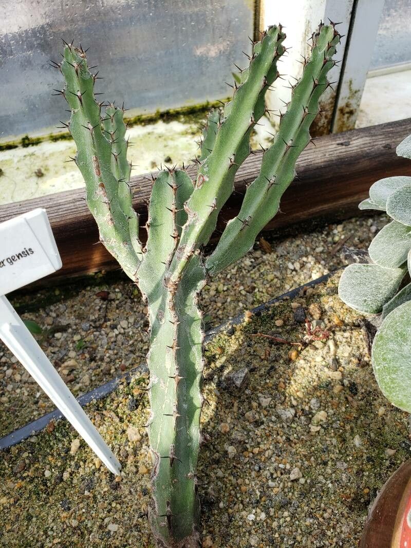 Euphorbia zoutpansbergensis habit