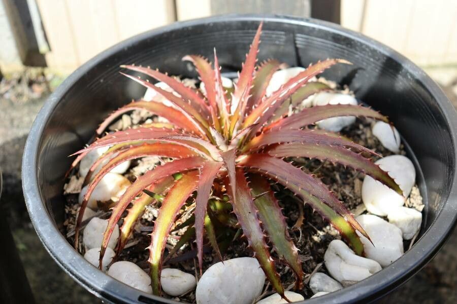 Hechtia glomerata leaf