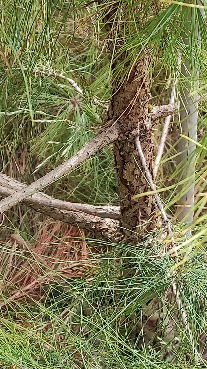 Pinus leiophylla habit