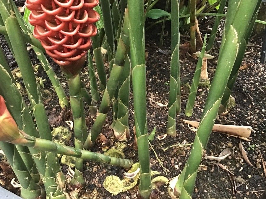 Zingiber Spectabile bark