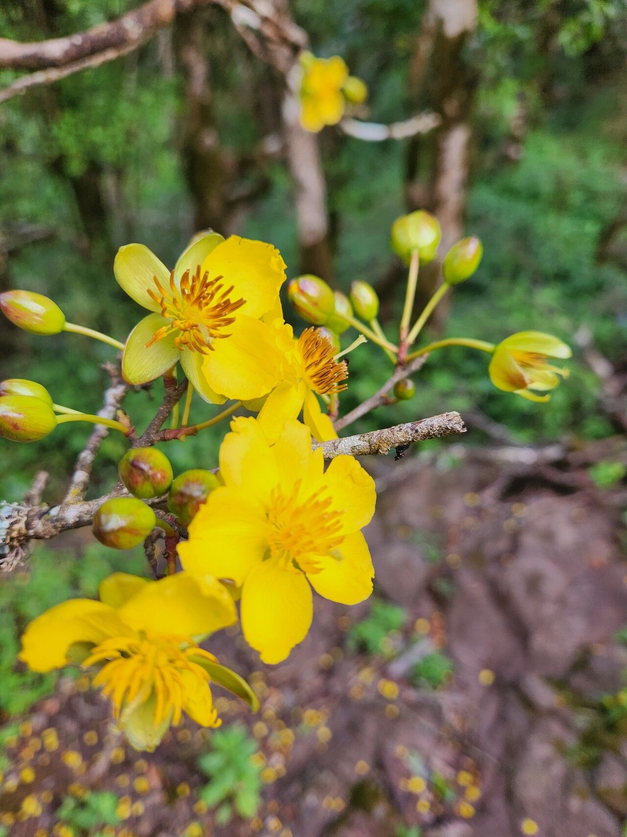 Ochna insculpta flower