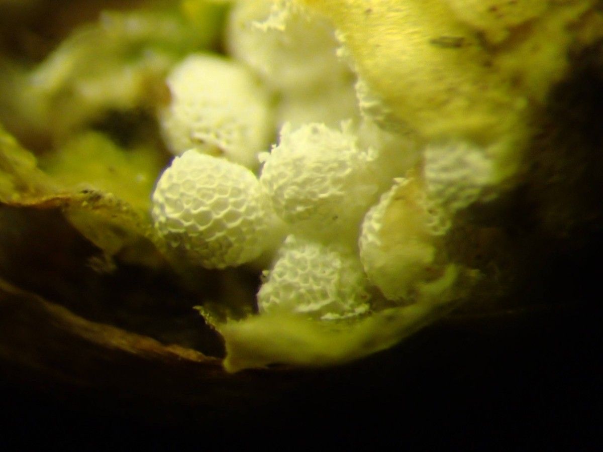 Isoetes duriei flower