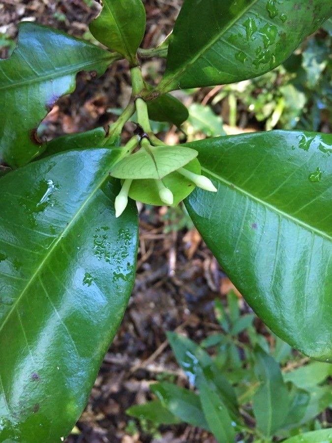 Ixora collina flower