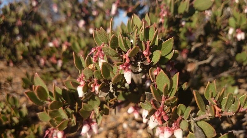 Arctostaphylos myrtifolia habit