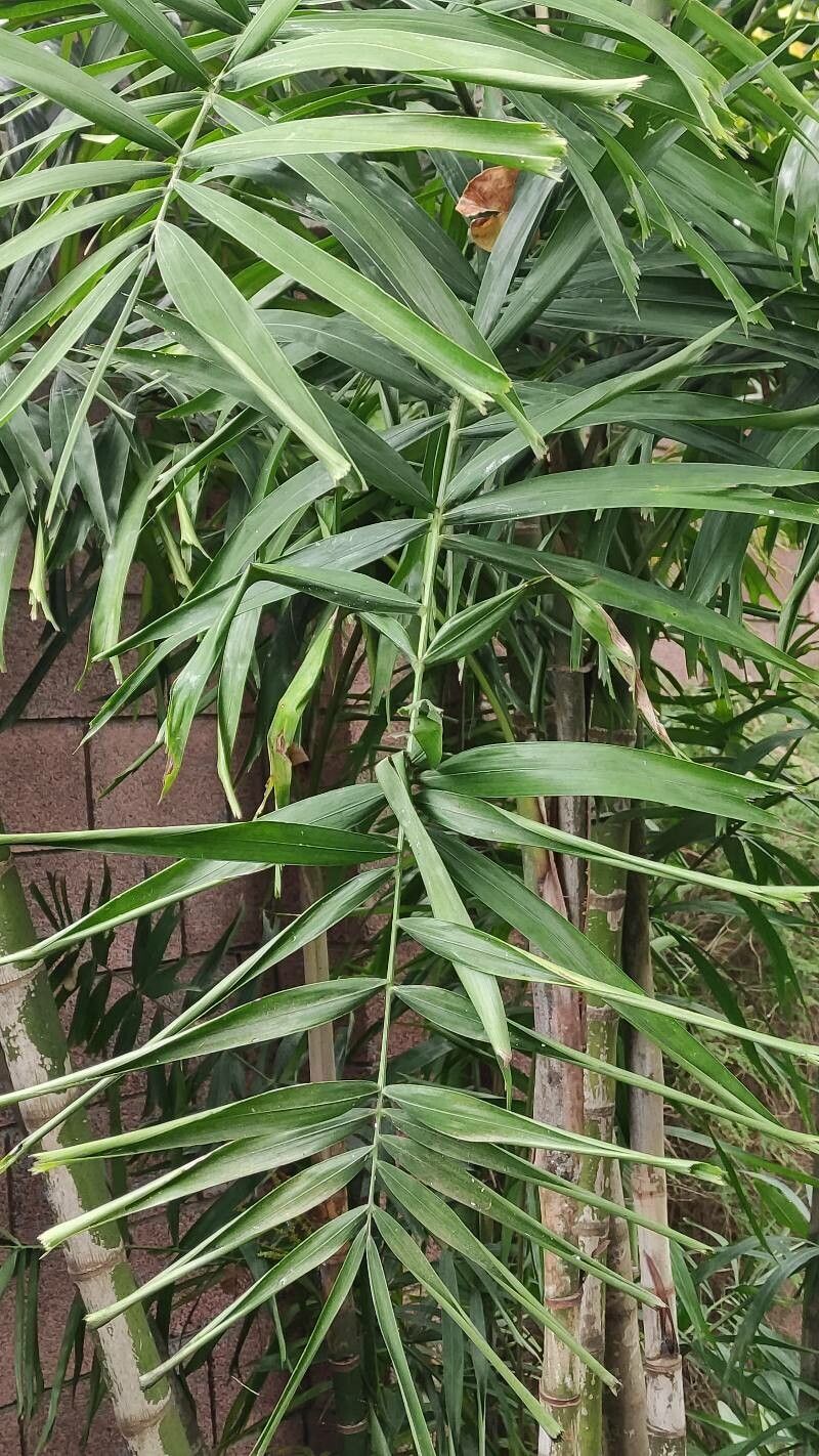 Ptychosperma microcarpum — houseplant care guide