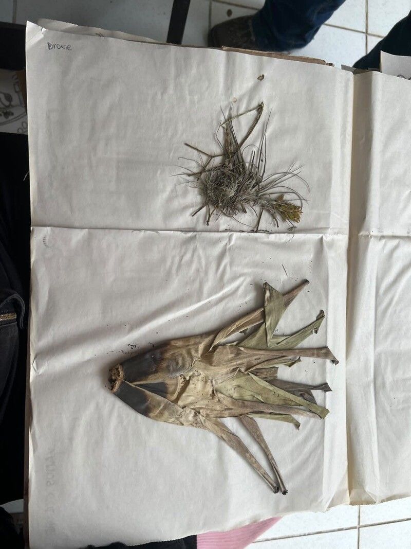 Tillandsia adpressiflora