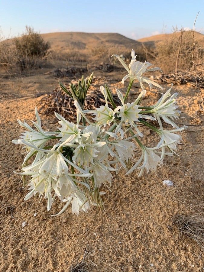 Pancratium sickenbergeri habit