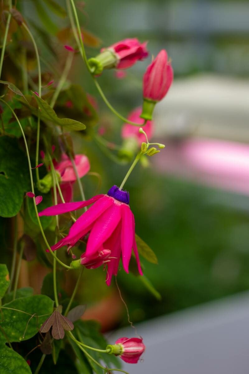 Passiflora edmundoi — houseplant care guide