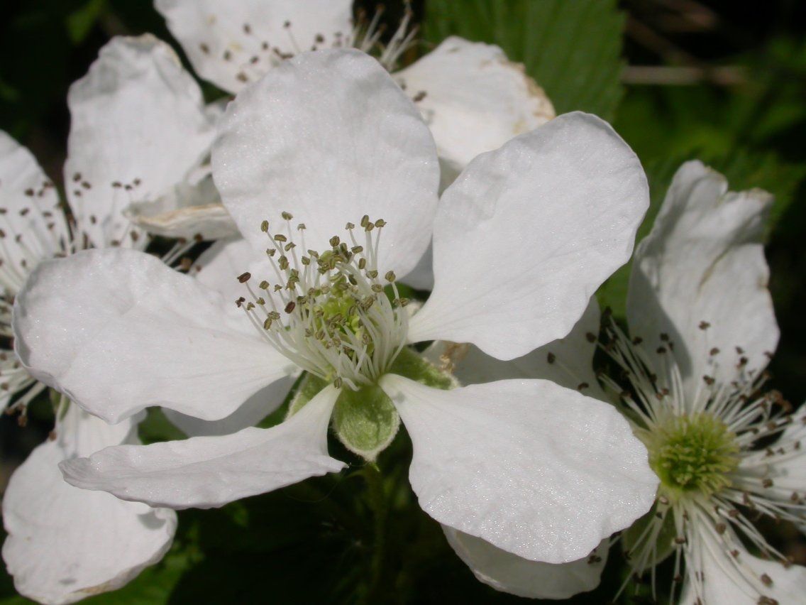 Rubus frondosus — houseplant care guide