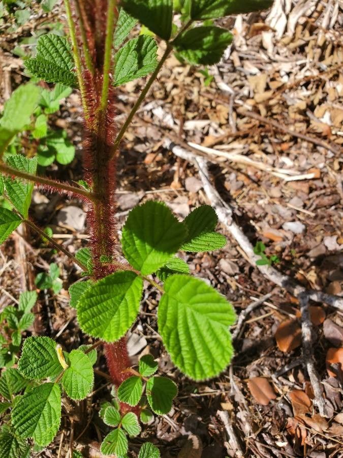 Rubus ellipticus bark