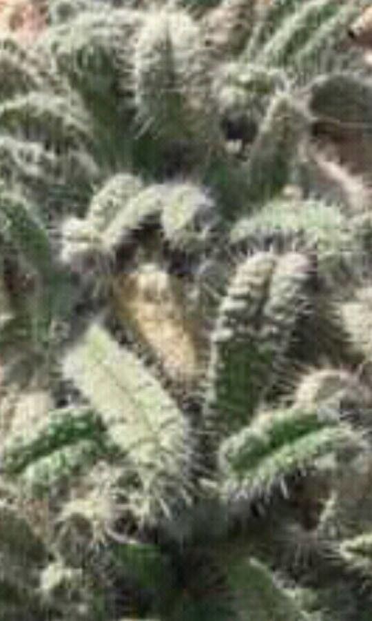 Echium horridum — houseplant care guide