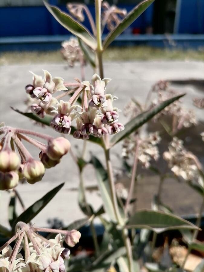Asclepias eriocarpa flower