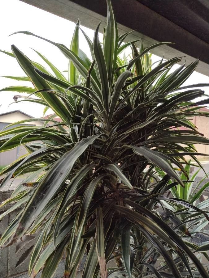 Dracaena bicolor leaf