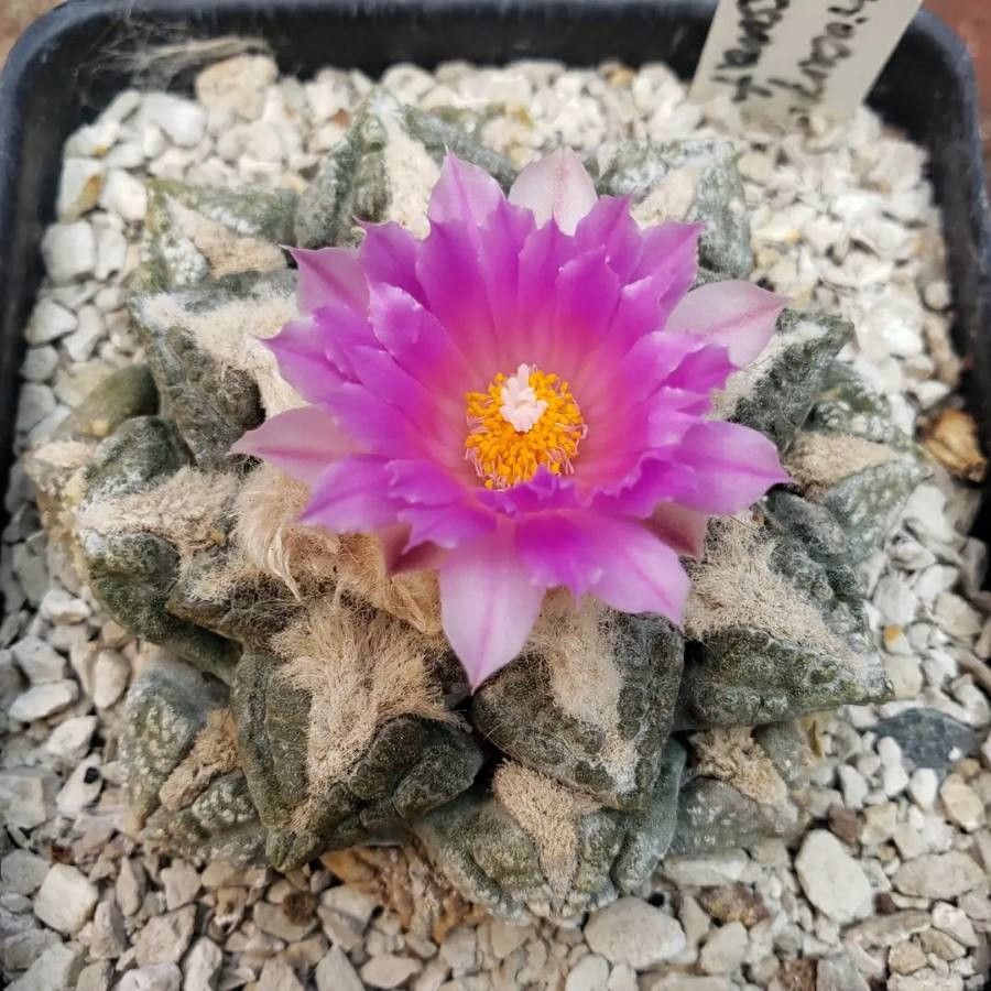 Ariocarpus fissuratus flower