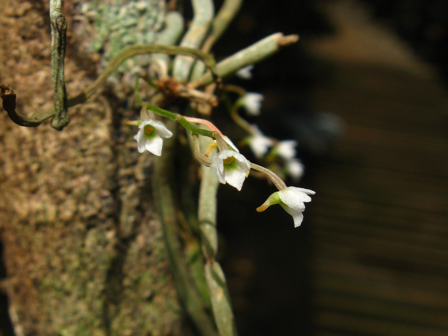 Microcoelia globulosa — houseplant care guide