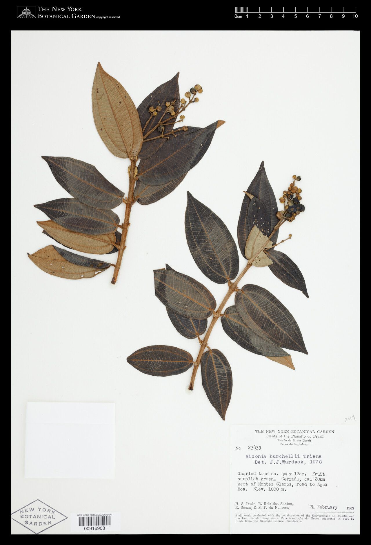 Miconia burchellii — houseplant care guide