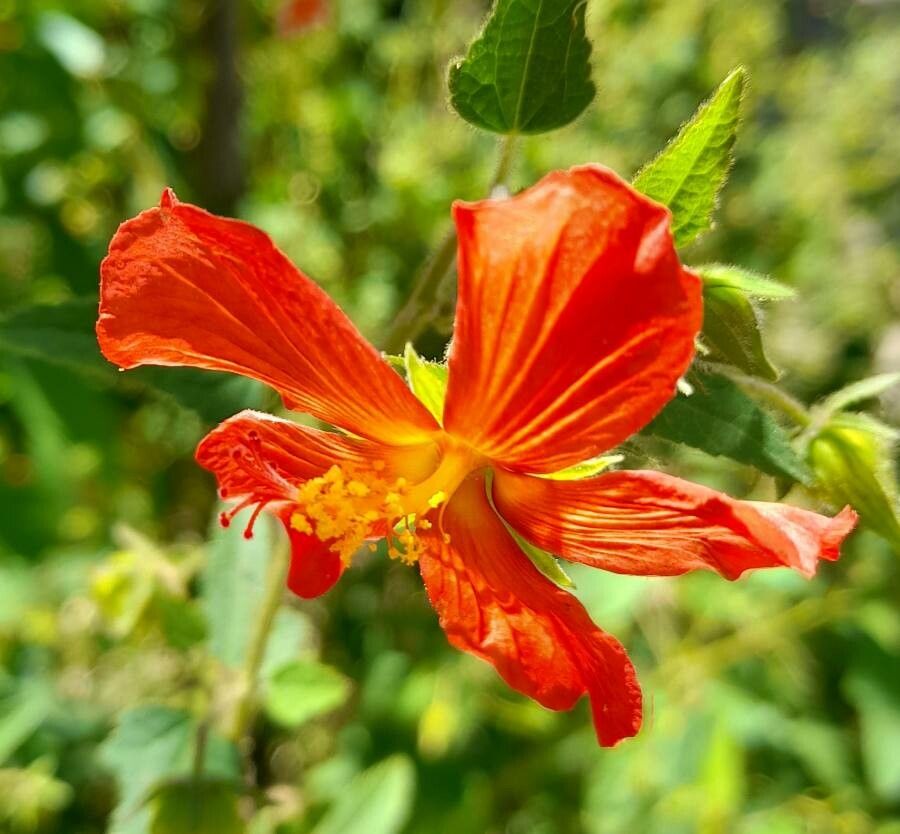 Pavonia missionum flower