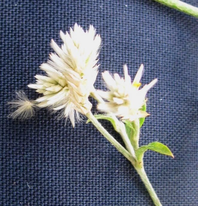 Alternanthera laguroides — search result for 'Alternanthera'