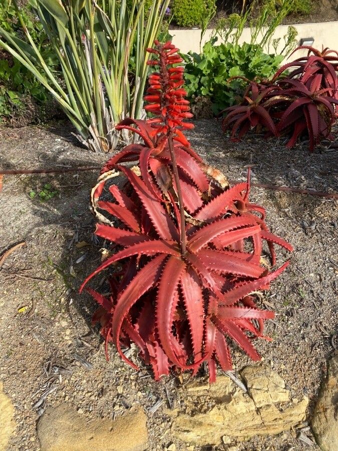 Aloe cameronii flower