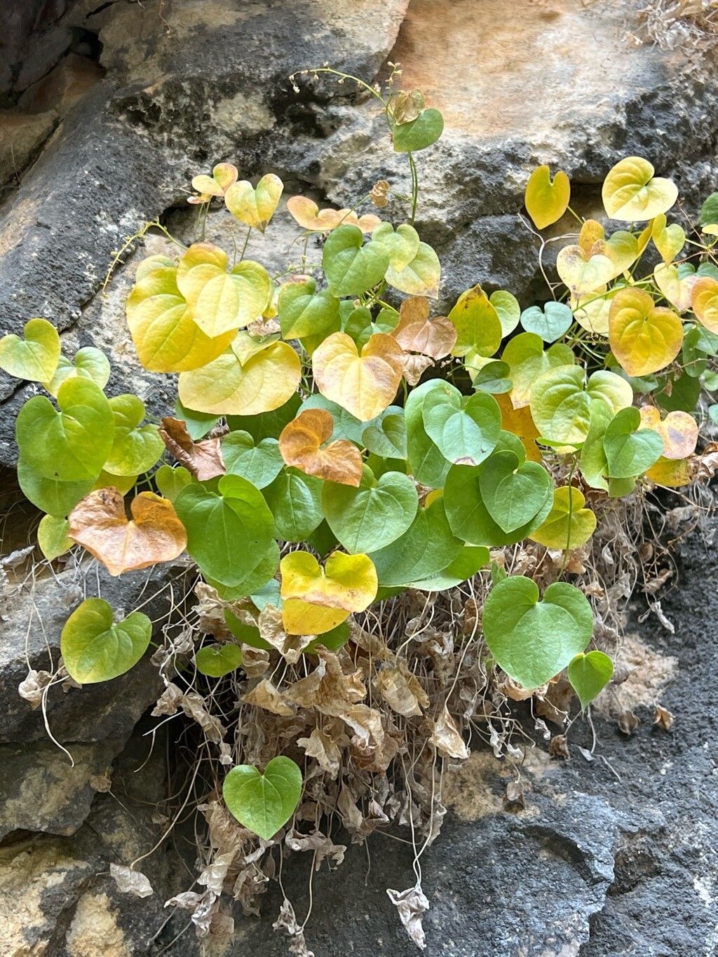 Dioscorea chouardii — search result for 'Dioscorea'