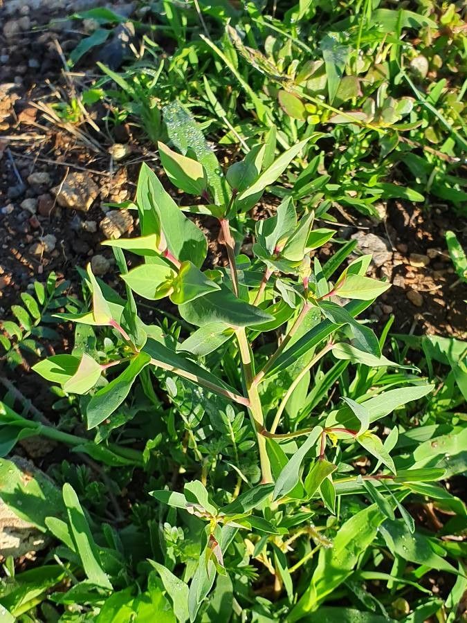 Euphorbia schimperiana — houseplant care guide