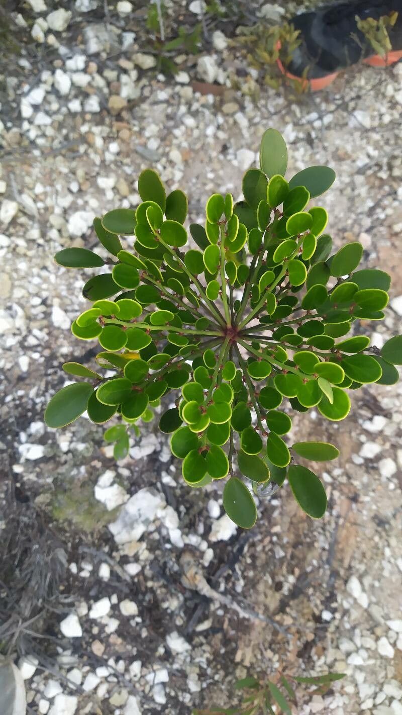 Polyscias dioica — search result for 'Polyscias'