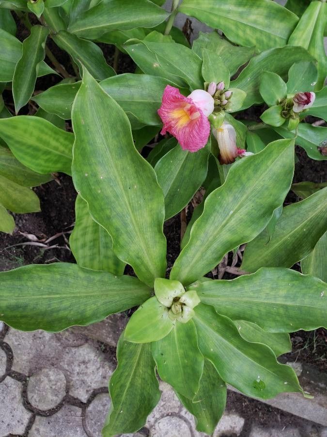 Costus guanaiensis — search result for 'Costus'