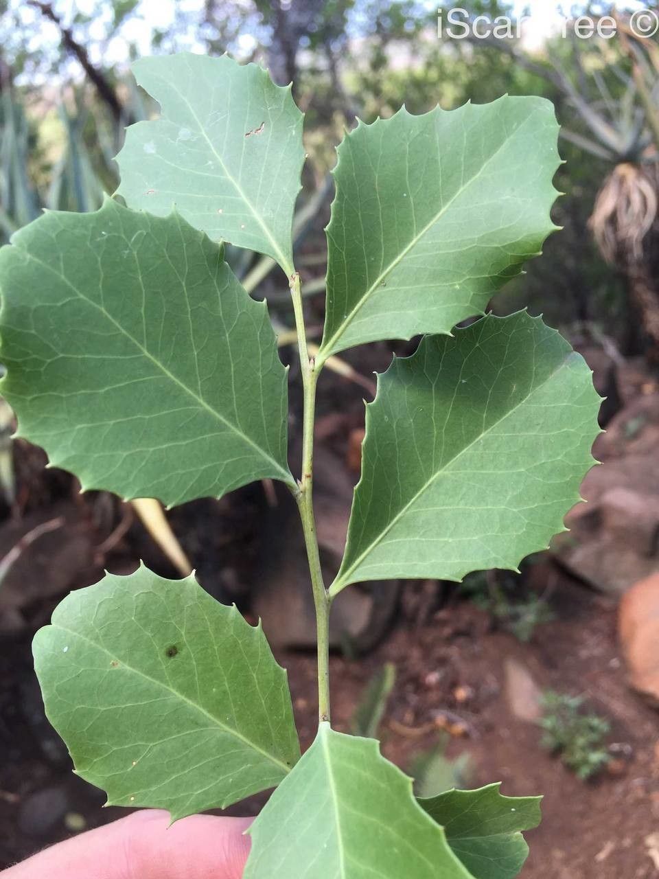 Maytenus undata leaf