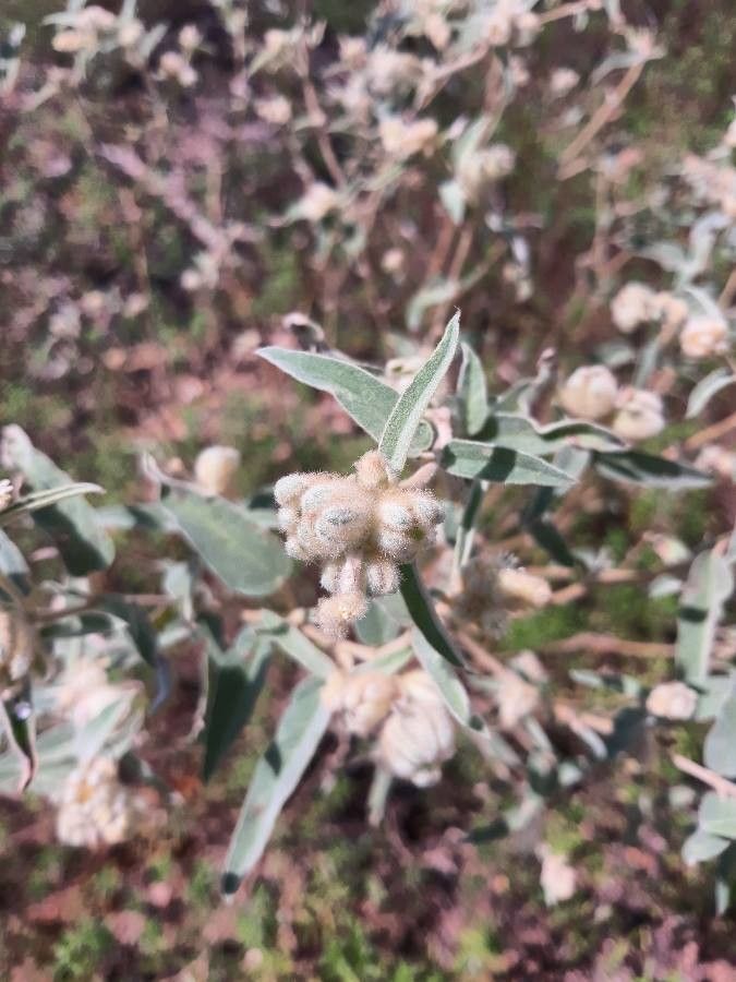 Croton capitatus flower