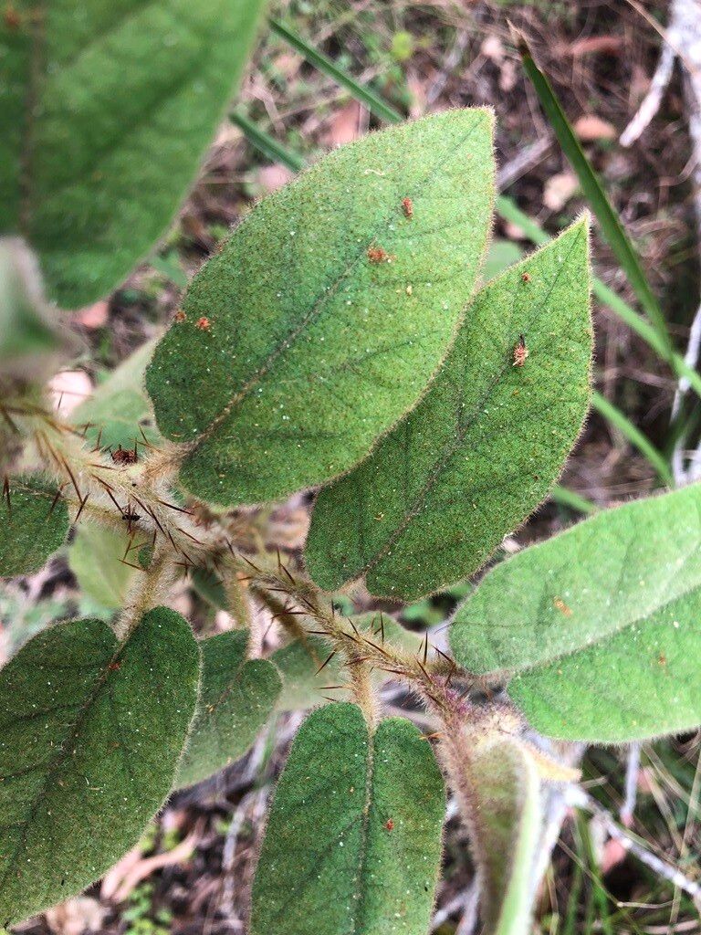 Solanum stupefactum — houseplant care guide