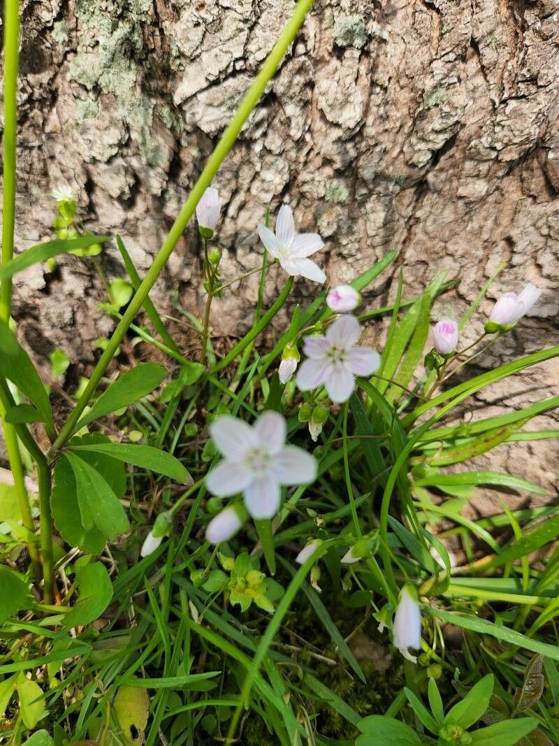 Claytonia caroliniana leaf