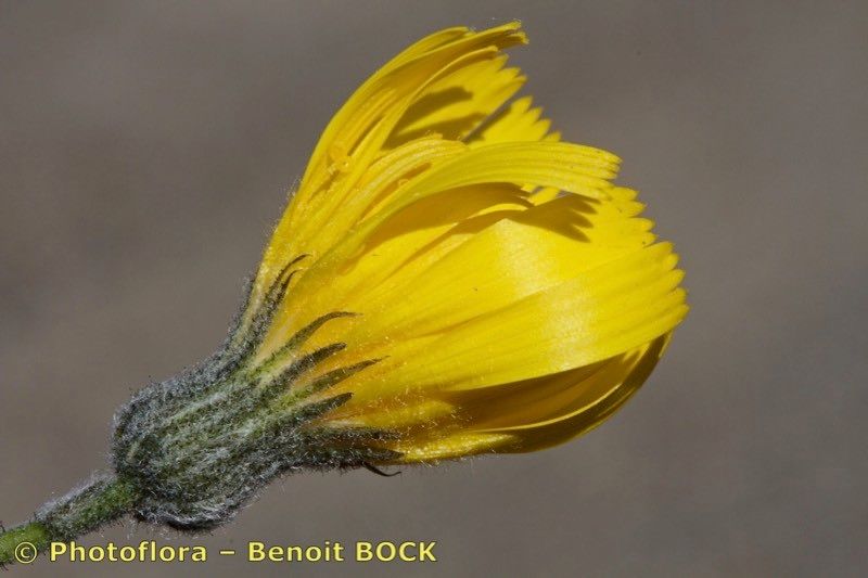 Hieracium gariodianum flower