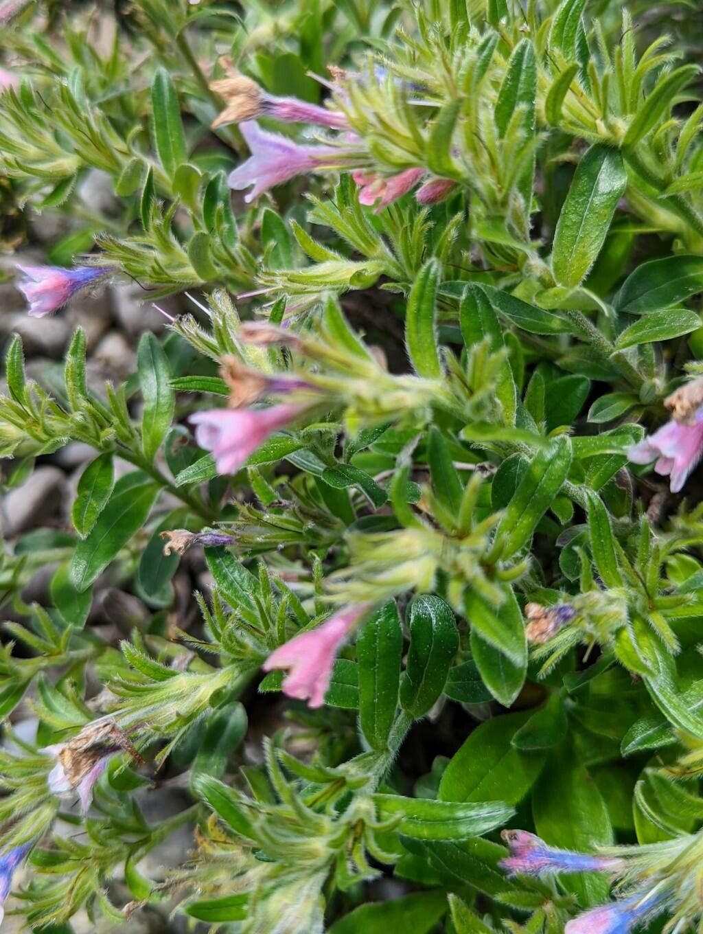 Glandora oleifolia leaf