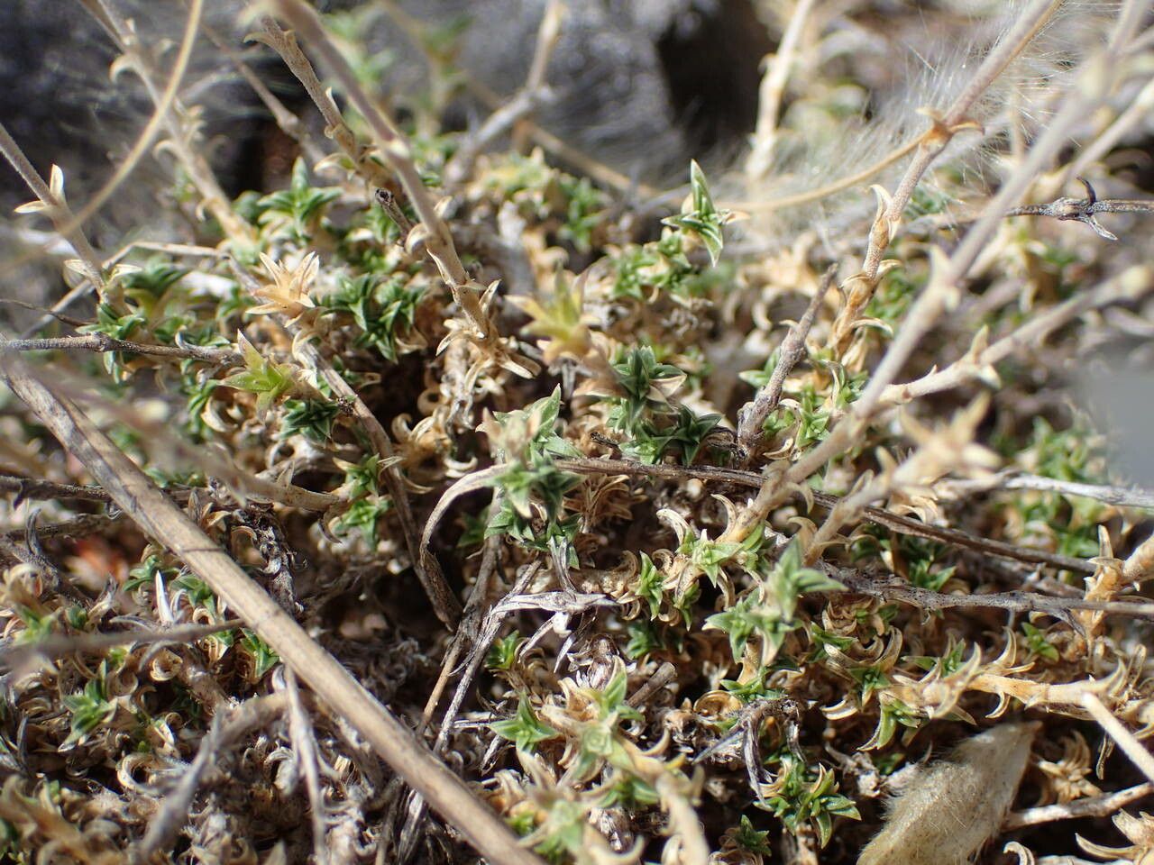 Arenaria aggregata leaf
