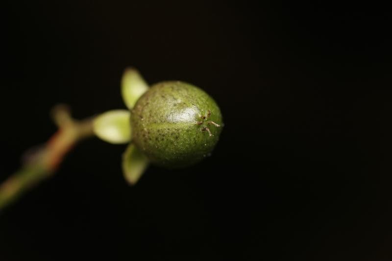 Vismia cayennensis fruit