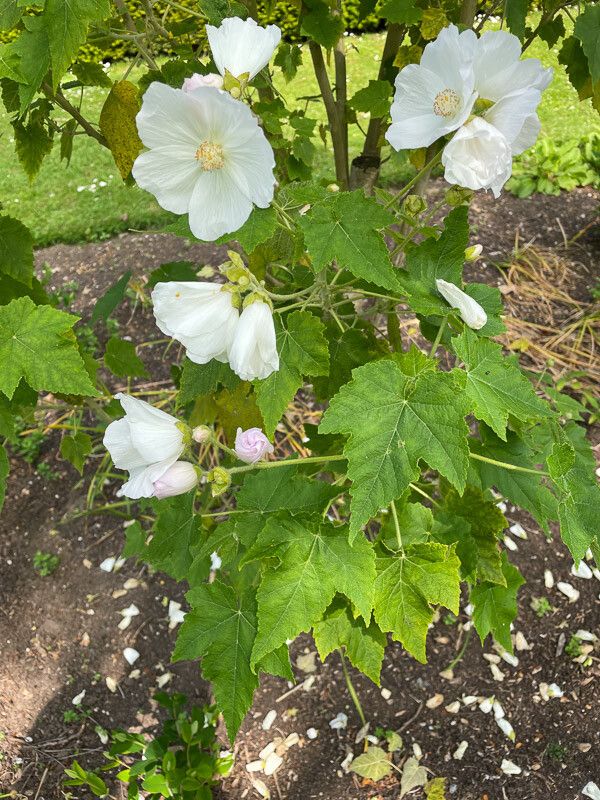 Abutilon vitifolium leaf