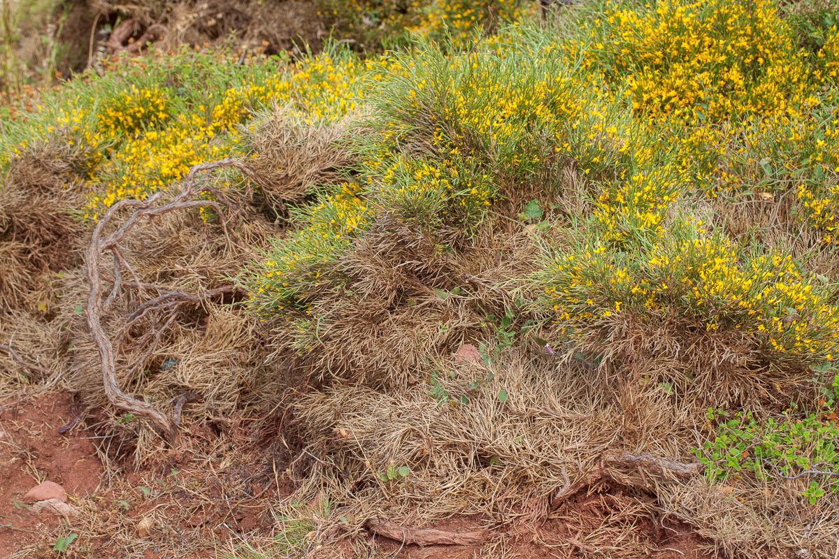 Genista sardoa habit