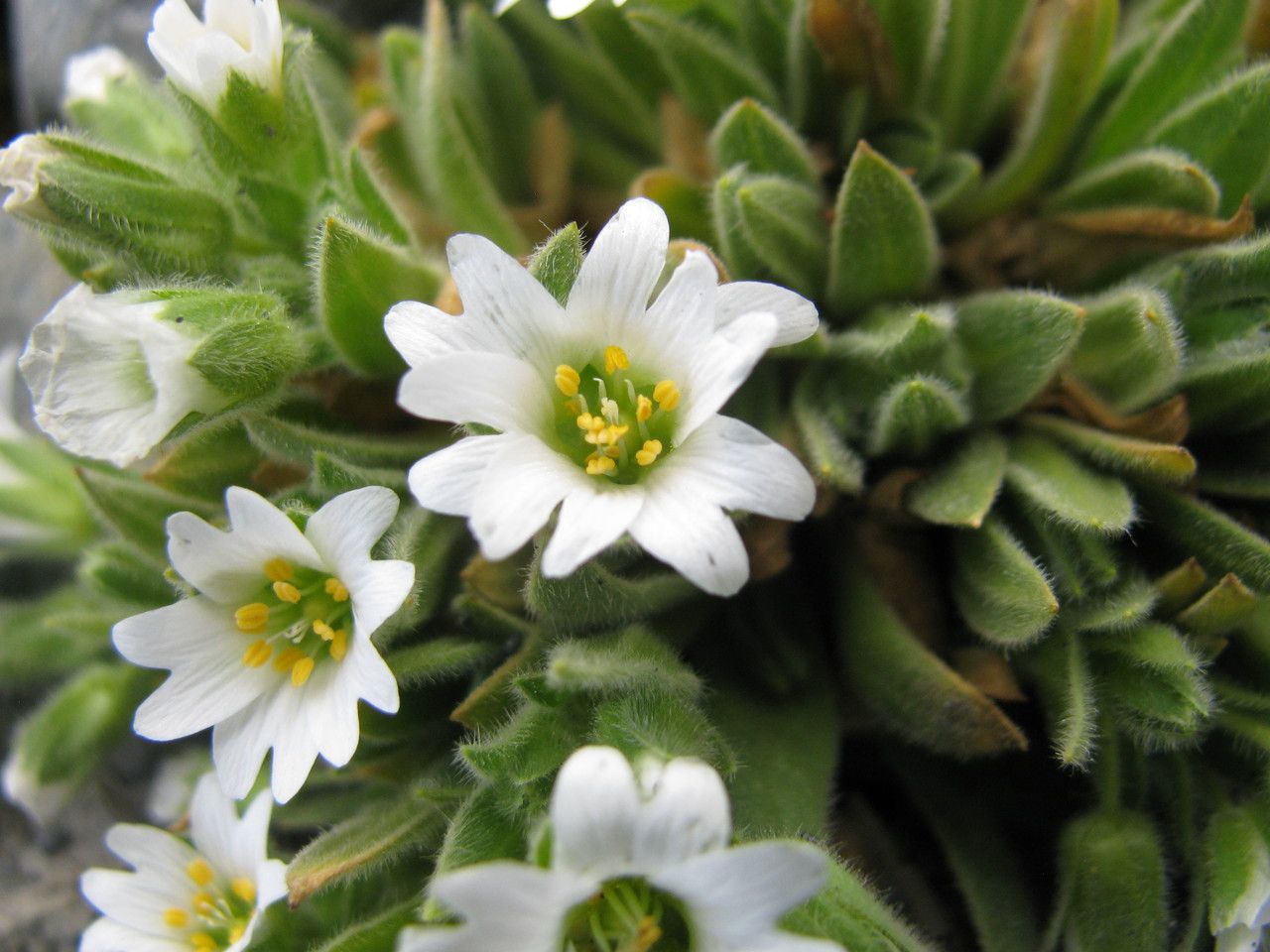 Cerastium mucronatum — houseplant care guide