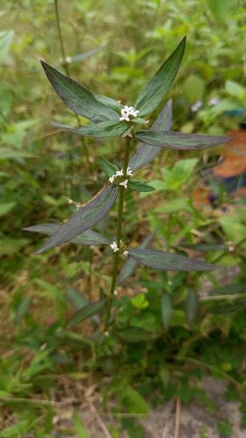 Borreria remota — search result for 'Bahamas'